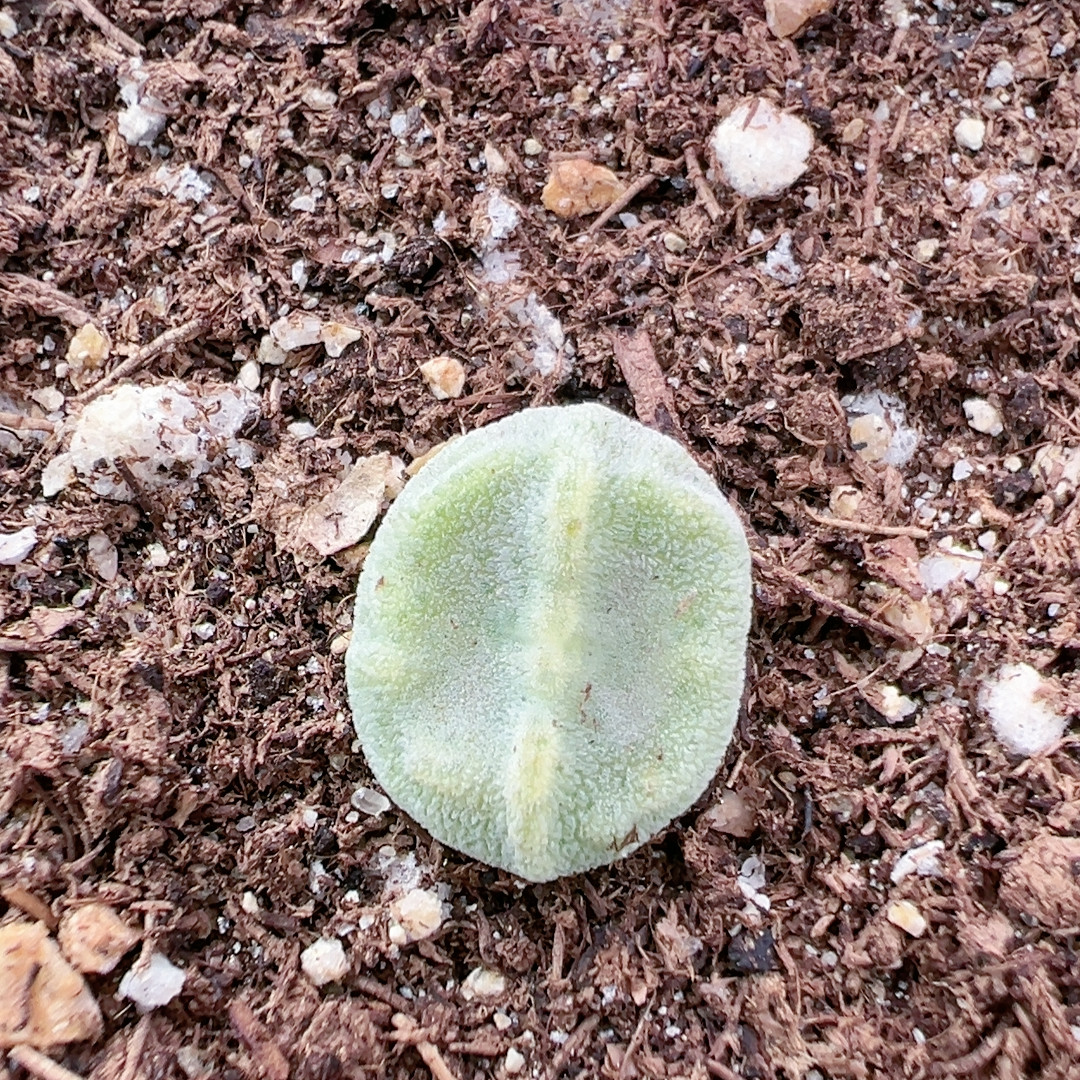 多肉植物精品多肉植物707绿豆糕