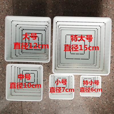 美莳方花盆景天肉锥播种透气控根