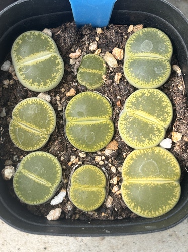 生石花石屁股花多品种混发精品多肉绿帽子439