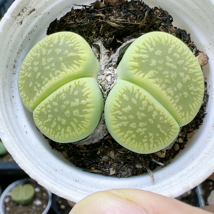 生石花石屁股花5070绿光阳