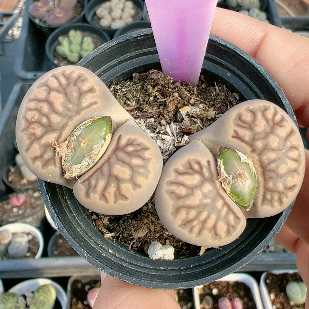 生石花切糕一物一拍4368菊纹章