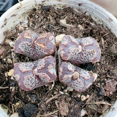 生石花切糕一物一拍5567蝴蝶勋章