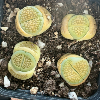 生石花切糕一物一拍6645黄巴里