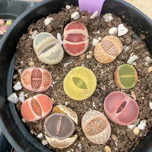多品种混发精品多肉植物6716秒杀