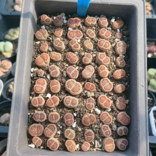 生石花切糕一物一拍6534菊纹章