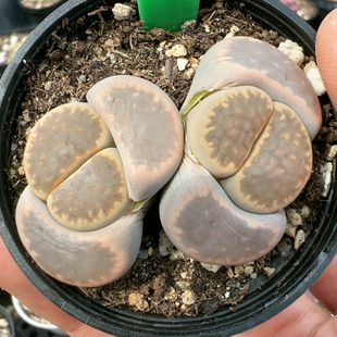 多肉植物大年份652大观玉
