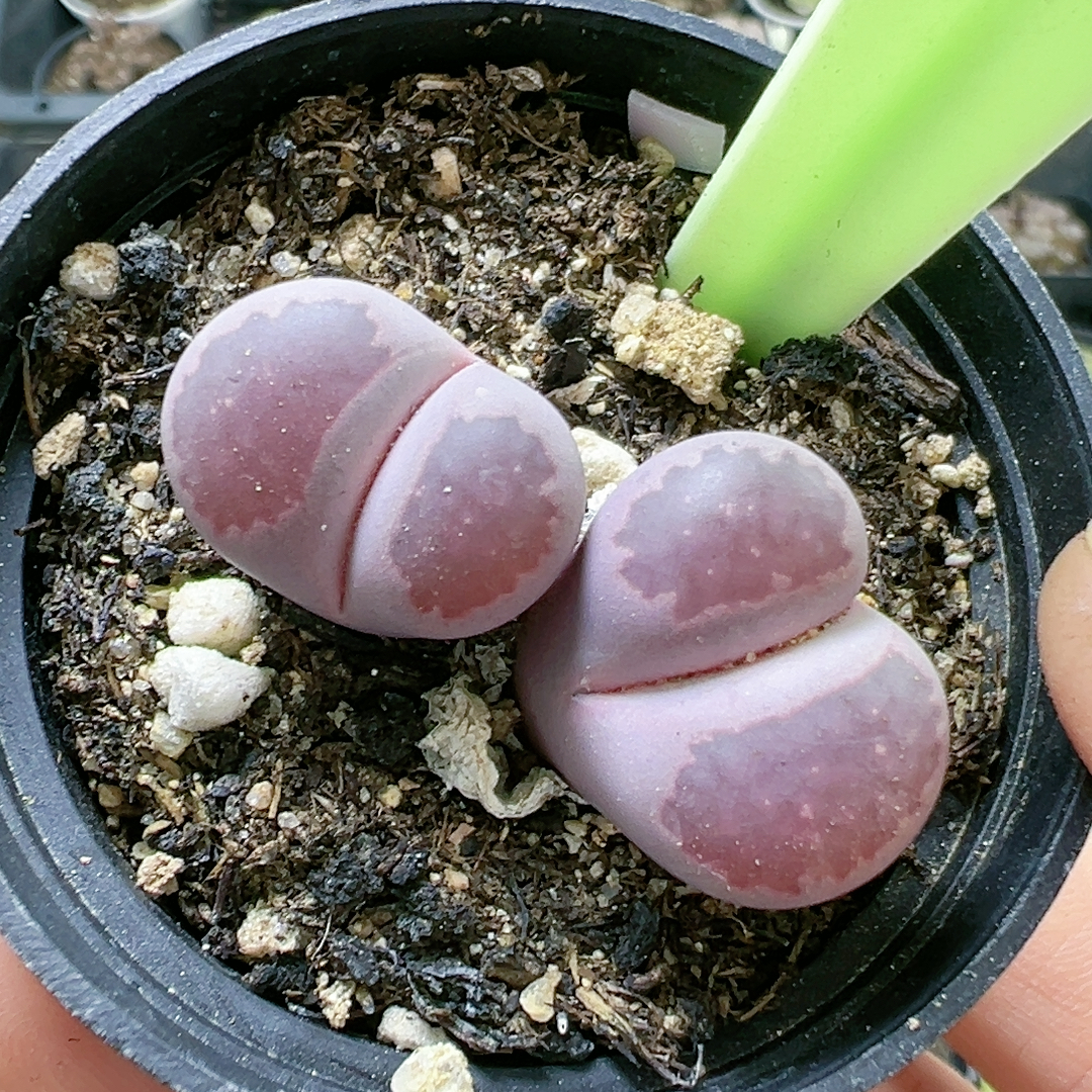 切糕一物一拍5115双头紫饼干