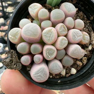 生石花切糕一物一拍6772五十玲玉