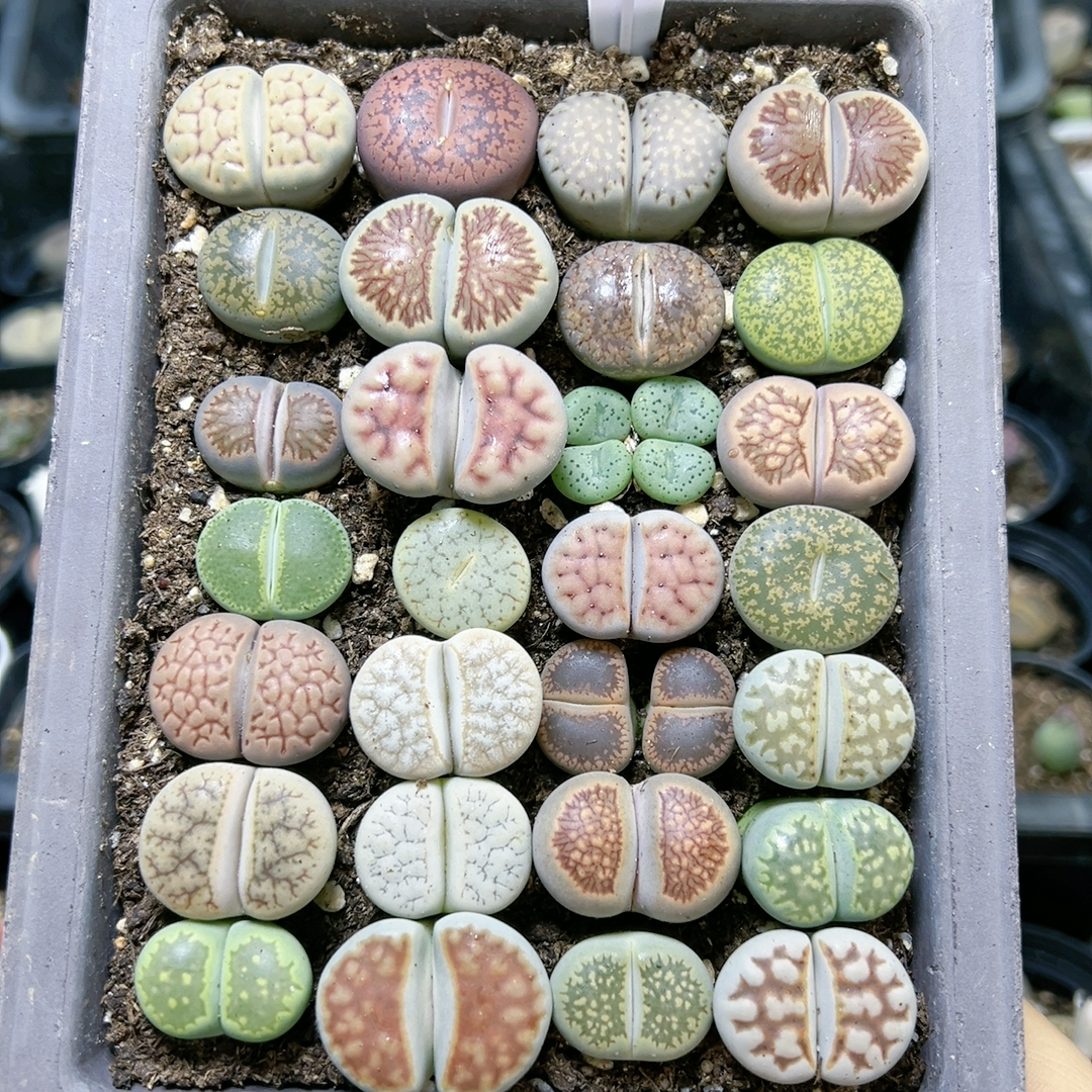 生石花石屁股花4004秒杀