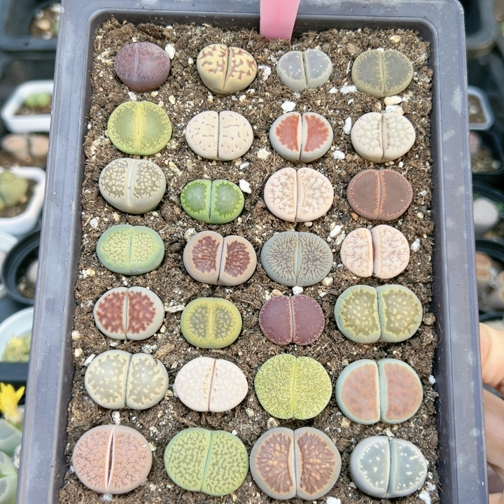 多品种混发精品多肉植物5269