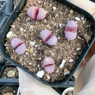 石生花屁股花多品种6424红菊水