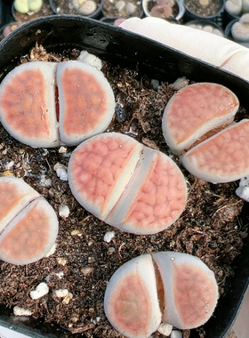 生石花切糕一物一拍原土发货4787冰橙