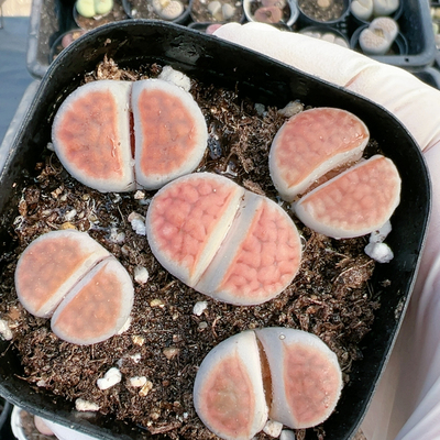 生石花切糕一物一拍原土发货4787冰橙