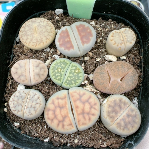 多肉植物大年份特价5526有怪兽