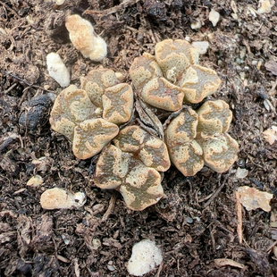 多肉植物南非6428蝴蝶勋章