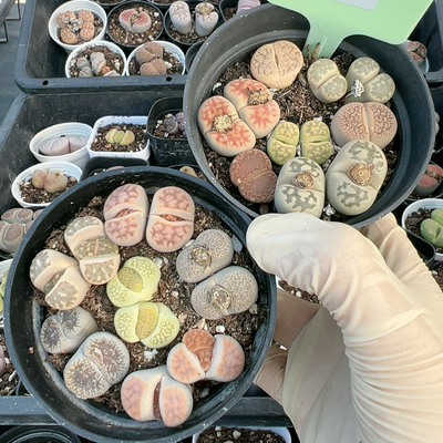 生石花切糕一物一拍5966