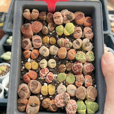 生石花切糕一物一拍5483