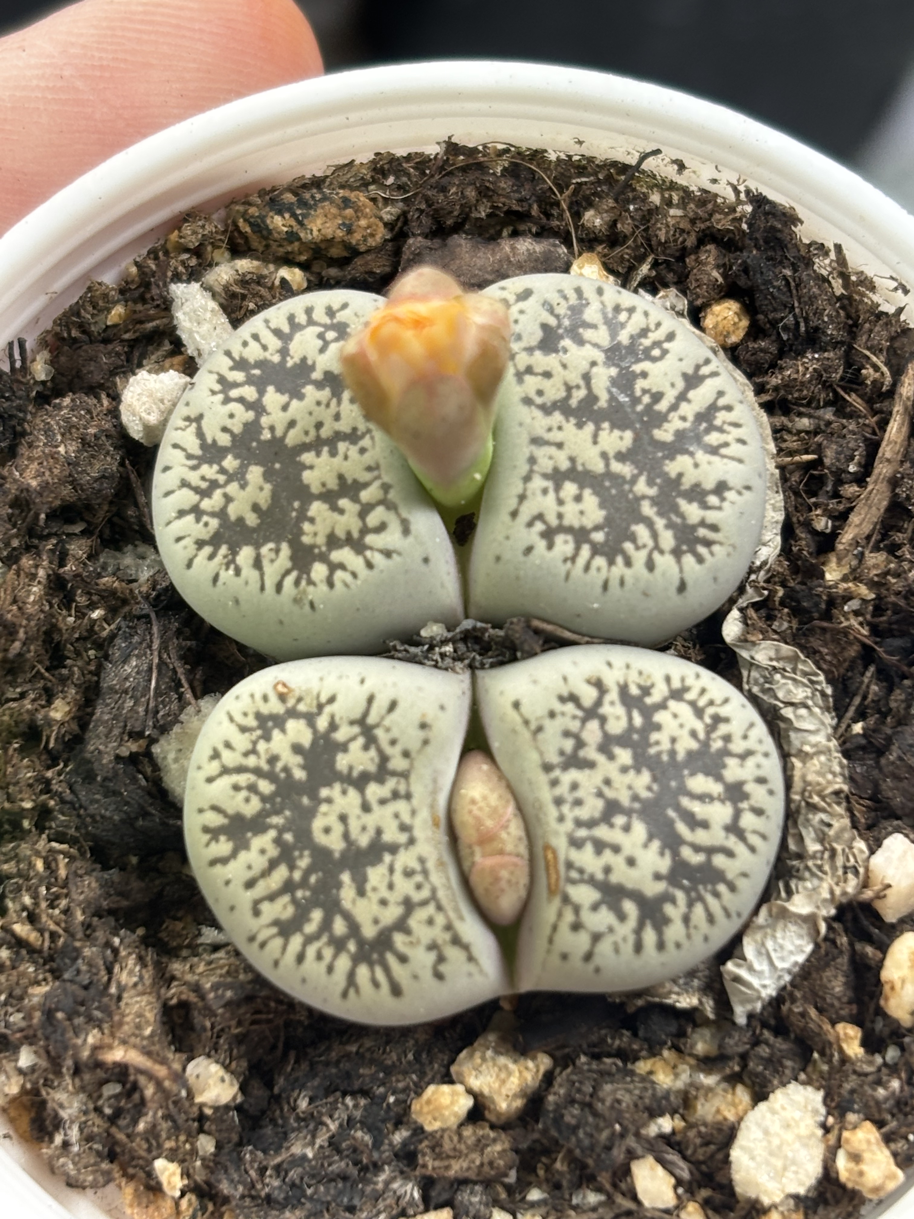 南非多肉植物一物一拍整盆发货白卞天母本1117