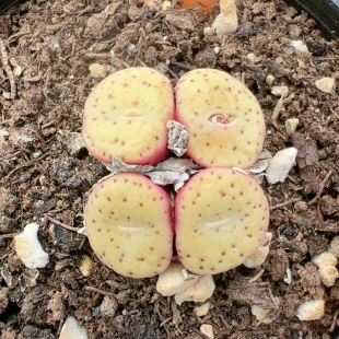 生石花切糕一物一拍6409安贞