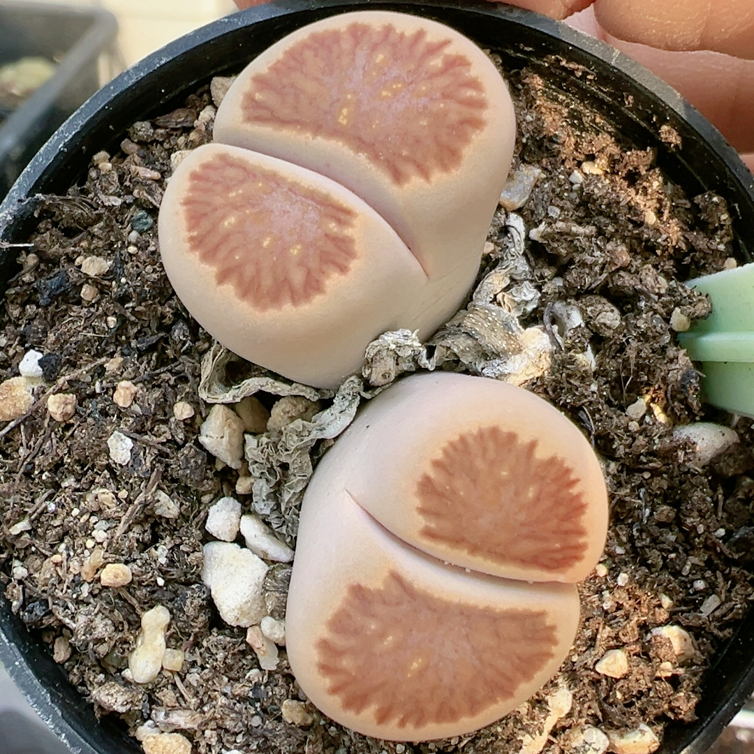 多肉植物番杏科4693菊