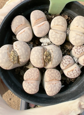 生石花切糕一物一拍5928寿丽唇