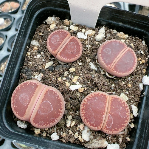 多品种混发精品多肉植物7cm盆栽好8444ko