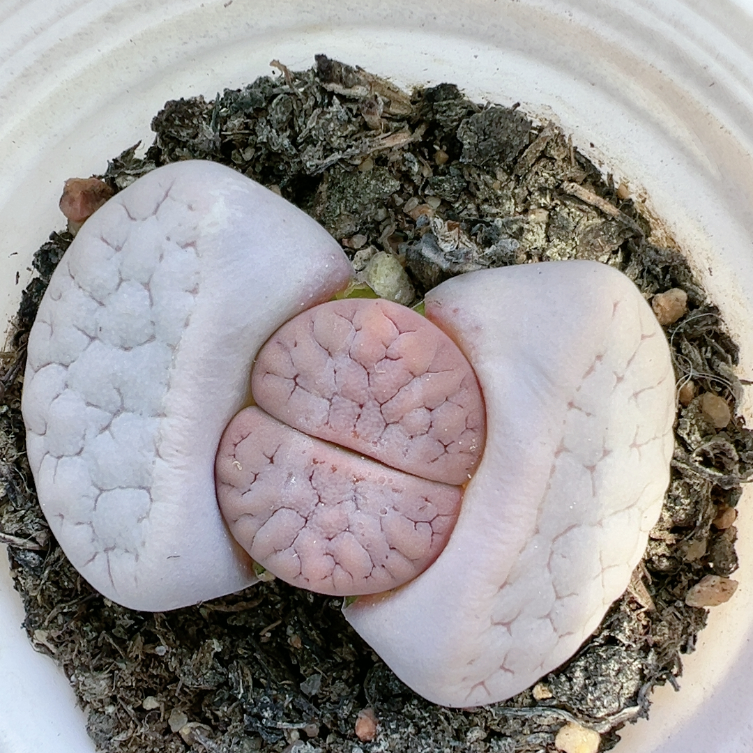 生石花石屁股花多品种混发精品多肉植物5152荒玉秒杀