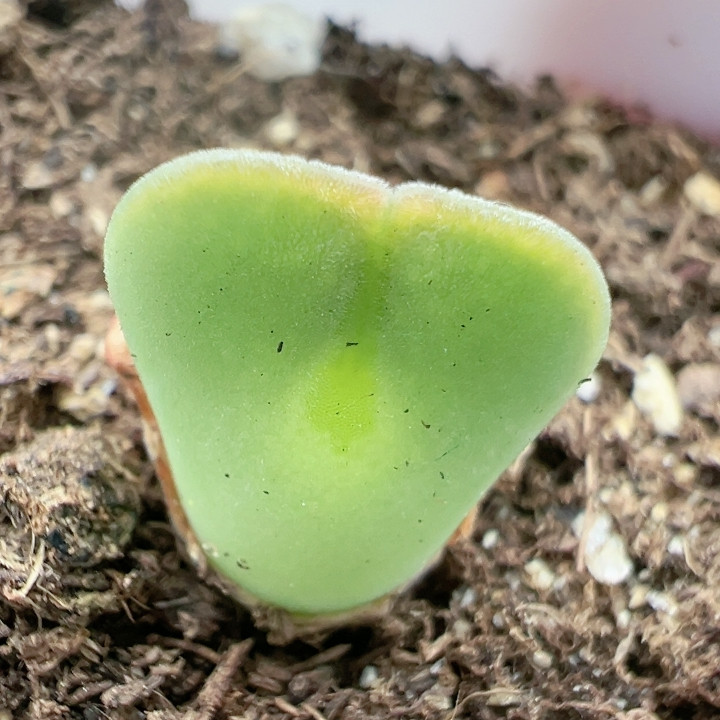 多肉植物切糕一物一拍原土发货6463大眼睛空蝉