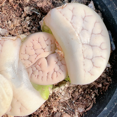 生石花切糕一物一拍原盆5331荒小怪