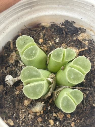 一物一拍多肉植物天鹅绒母本1259