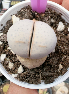生石花切糕一物一拍7733金边幻玉
