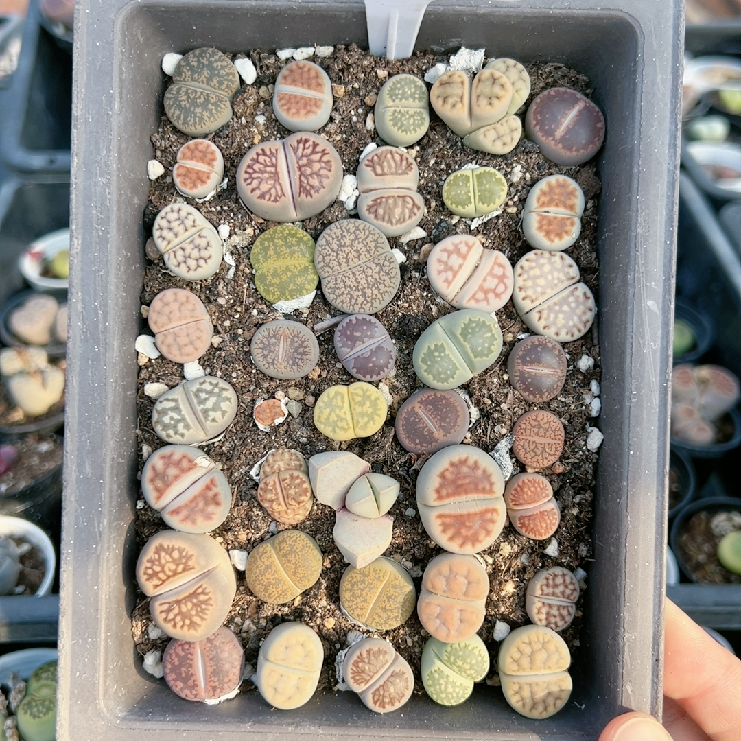 生石花切糕一物一拍4723