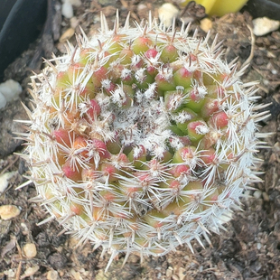 多肉植物南非彩色6230带刺的榴莲