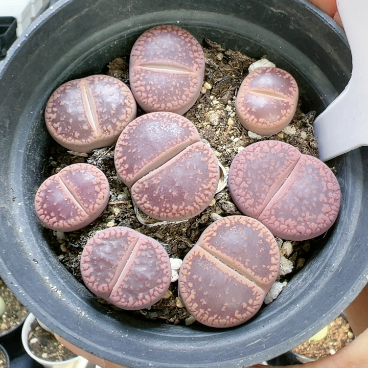 石生花多品种5241红日轮