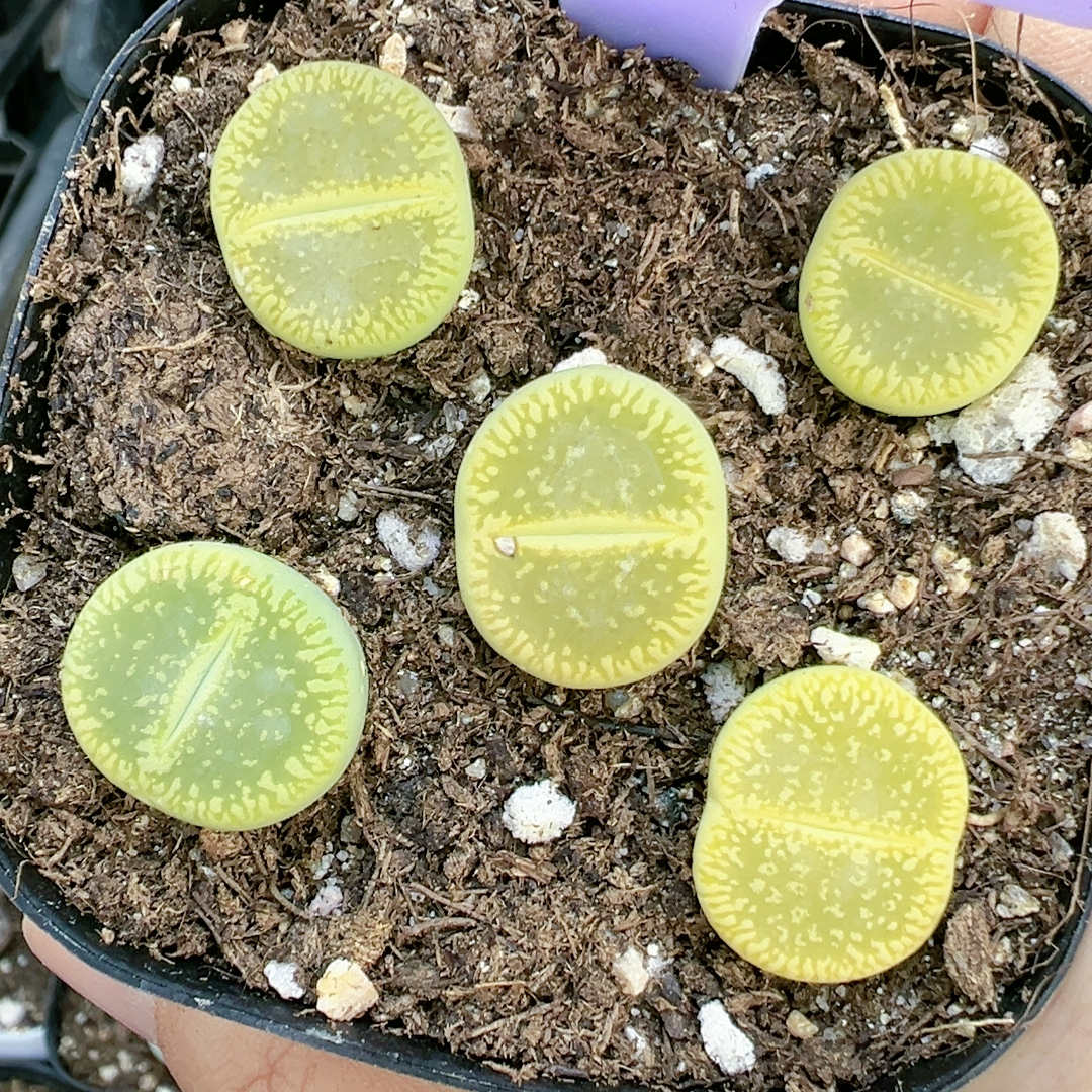 生石花切糕一物一拍5330绿光阳