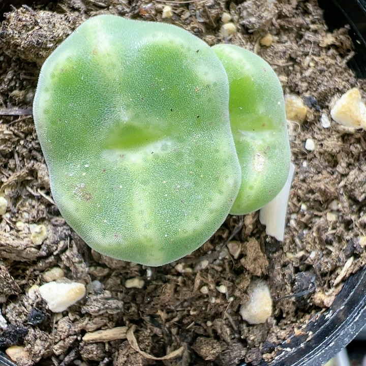 生石花切糕一物一拍3735绿豆糕