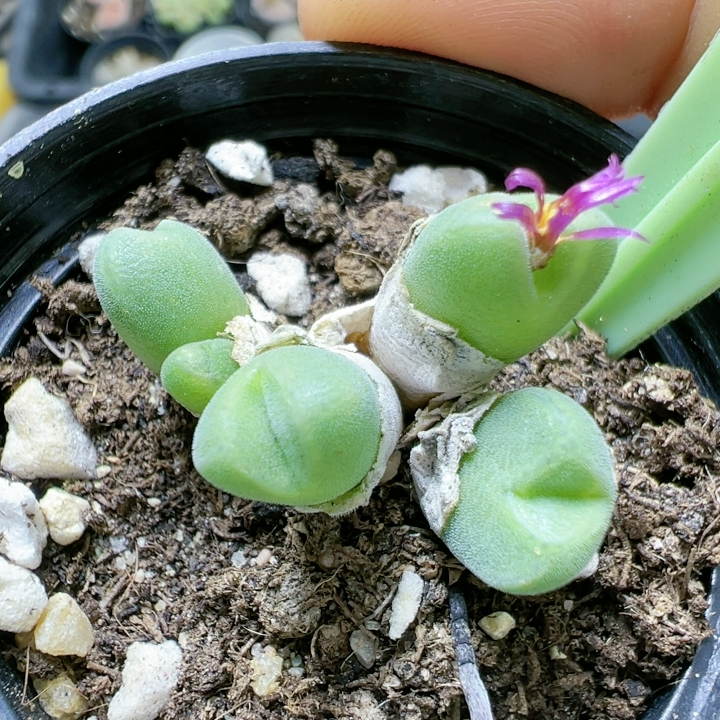 切糕一物一拍4479小米锥