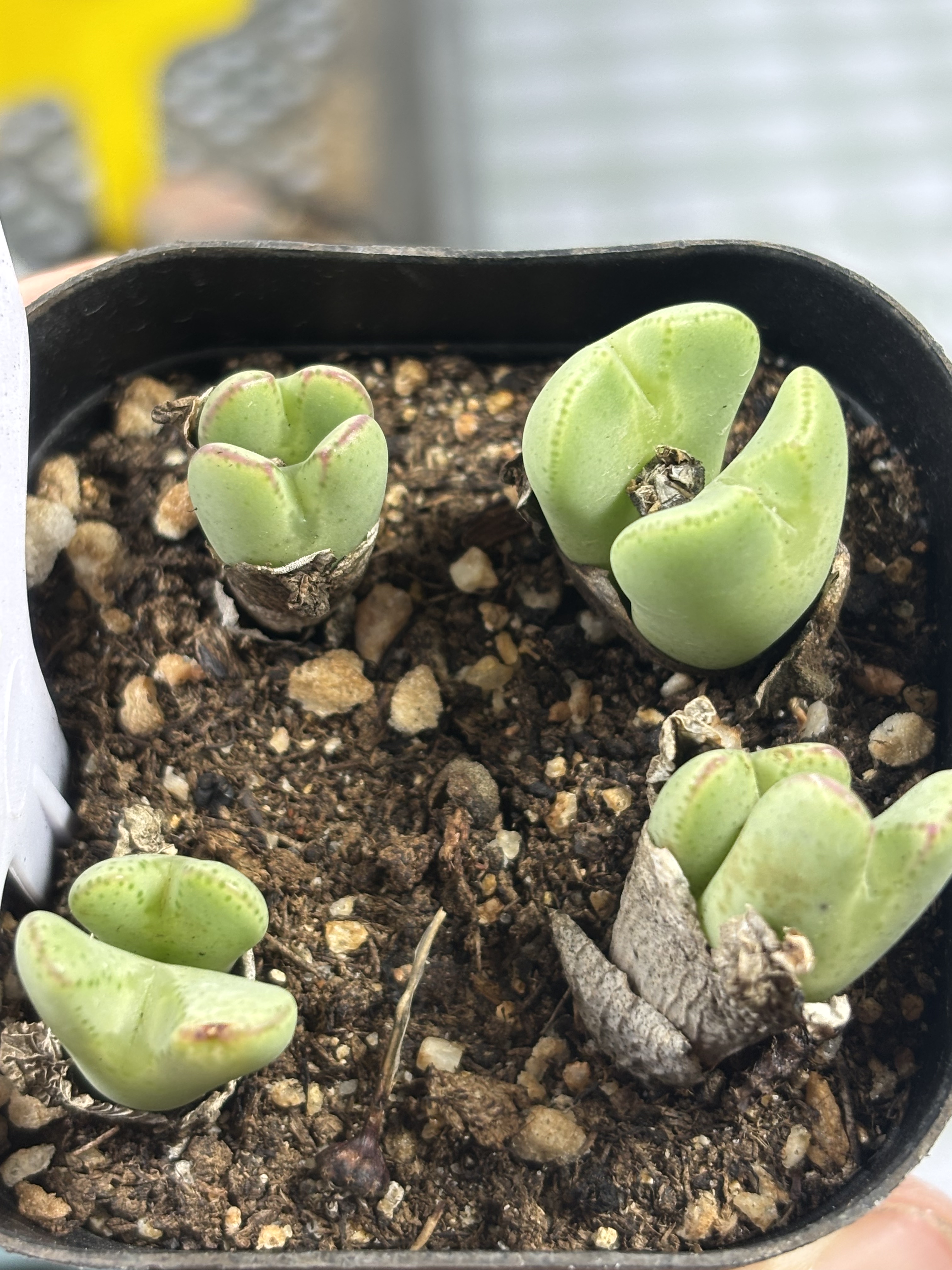 一物一拍特价南非一物一拍少将9多肉植物