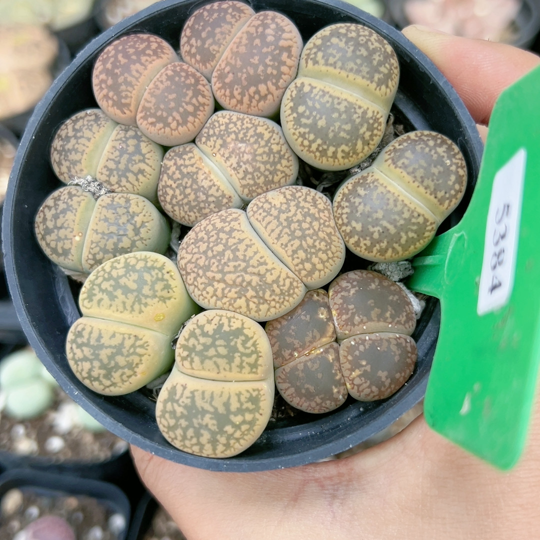 石生花多品种5384积雪日轮