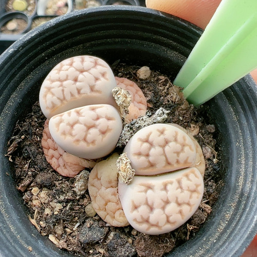 生石花切糕一物一拍480花纹玉
