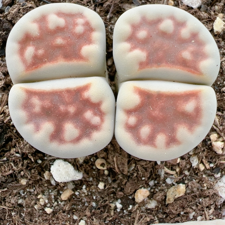 生石花切糕一物一拍5035花纹玉