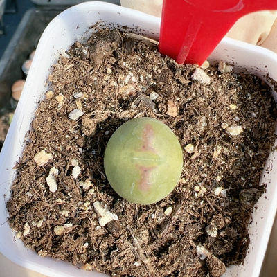 多肉植物南非6429桃割娘