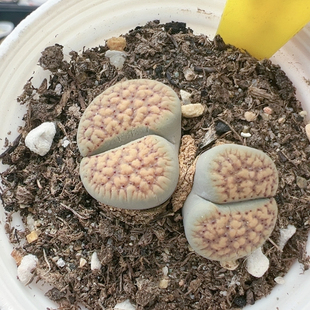 石生花多品种混发精品8330血点朝贡