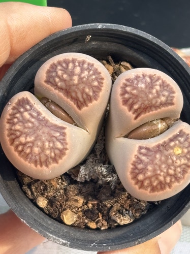 双头菊纹章特价优选一物一拍所见即所得有疤特1218