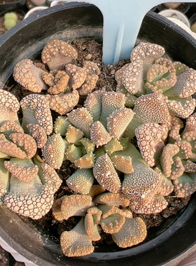 生石花切糕一物一拍4963天女