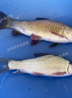泰国鲮鱼苗土鲮麦鲮鱼苗