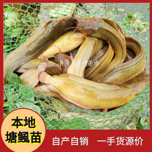 本地塘鲺鱼苗胡子鲶鱼苗塘角鱼苗土塘鲺鱼苗塘虱鱼苗活体本地鲶鱼