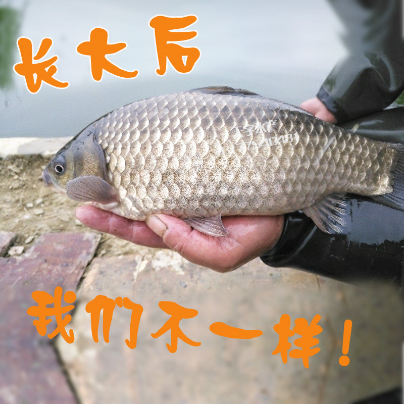 鲫鱼苗白鲫银鲫鱼苗中科三号丰产鲫湘云鲫鱼苗鄂龟开口粮饲料草鱼