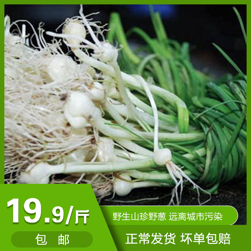 湖南湘西现挖新鲜野葱蔬菜应季野生小葱野蒜小根葱