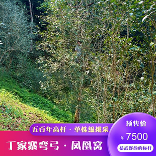 2025年春茶预售 易武丁家寨弯弓凤凰窝高杆单株级挑采  可定制